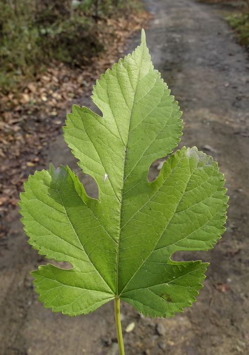 Image of Morus alba specimen.