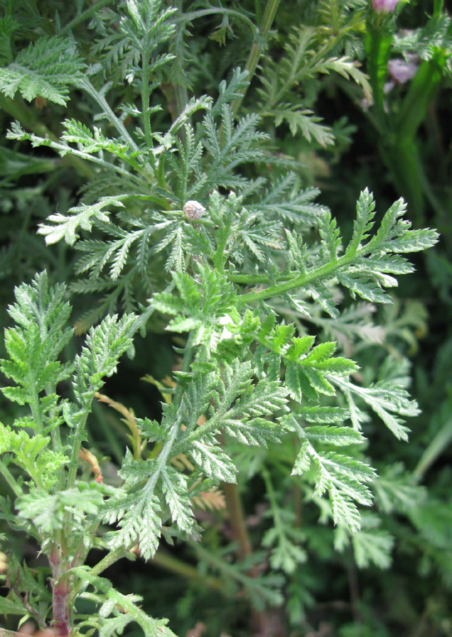 Изображение особи Anthemis tinctoria.