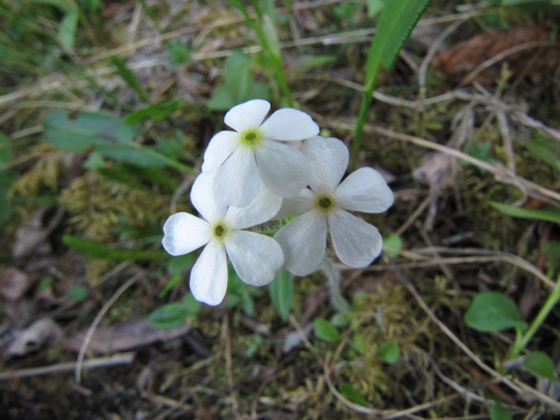 Image of Androsace arctisibirica specimen.