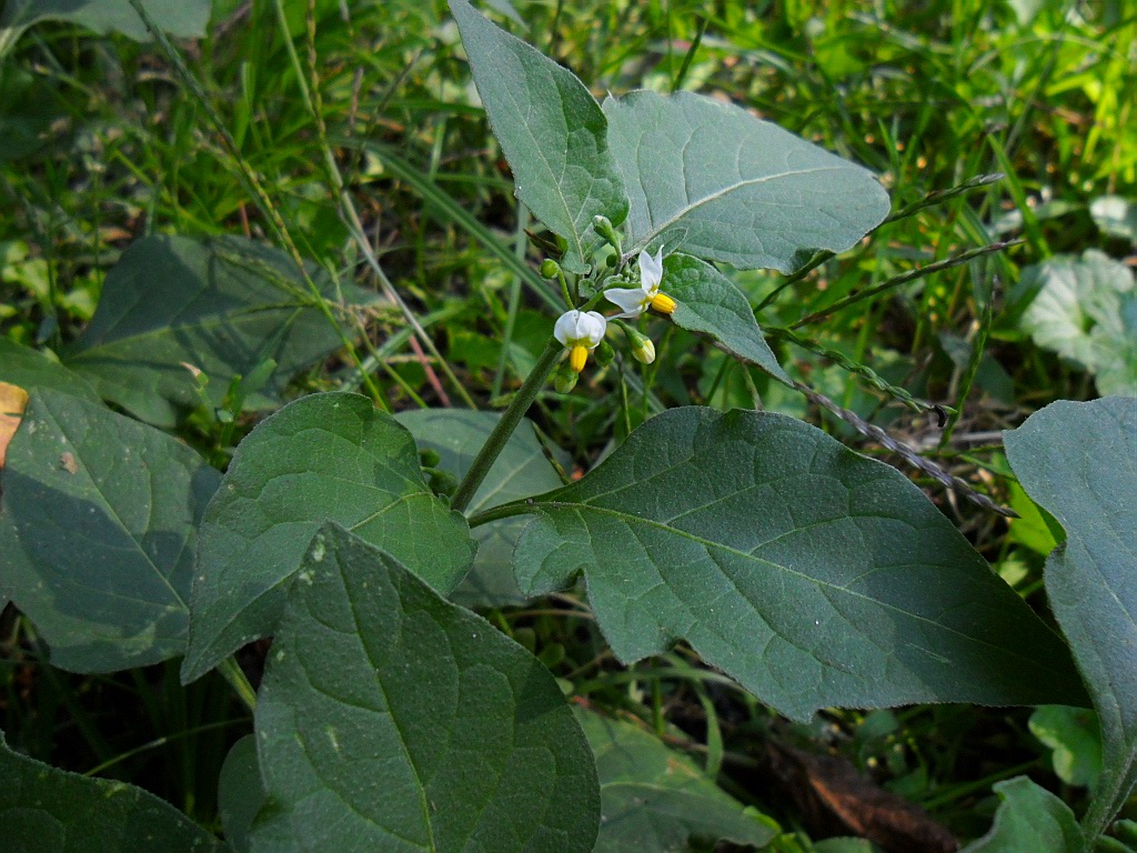 Изображение особи Solanum nigrum.