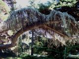 Cedrus atlantica. Ветвь (форма 'Glauca Pendula' - \"сизый плакучий\"). Южный Берег Крыма, Никитский ботанический сад. 25 августа 2007 г.