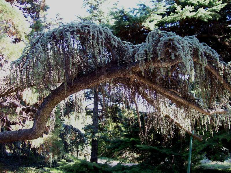 Image of Cedrus atlantica specimen.