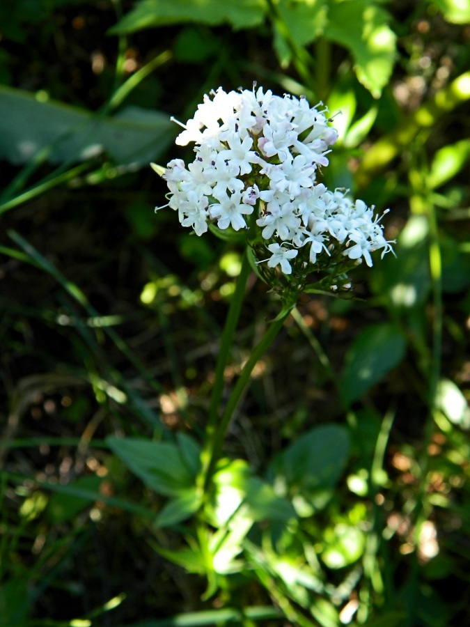 Image of Valeriana capitata specimen.