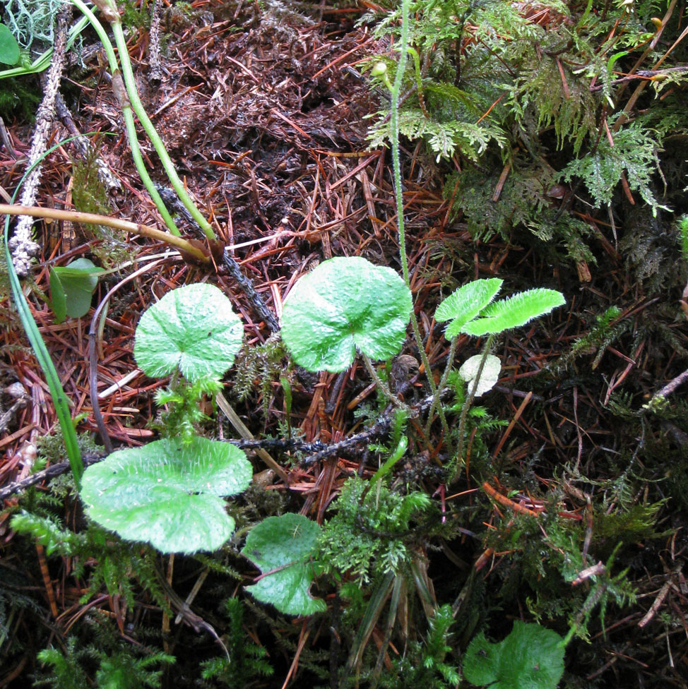 Image of Mitella nuda specimen.