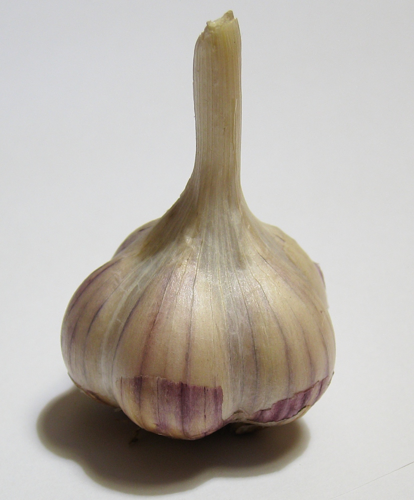 Изображение особи Allium sativum.