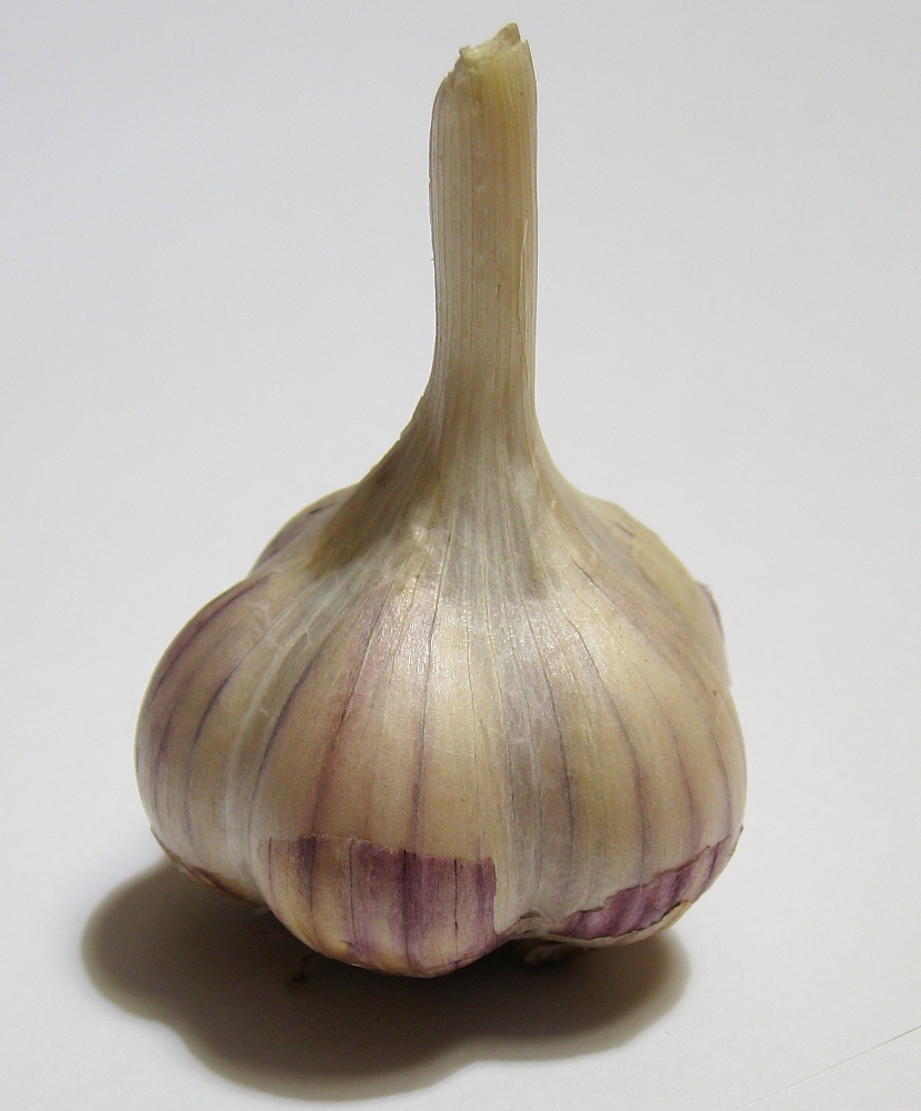 Image of Allium sativum specimen.