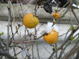 Chaenomeles japonica. Ветви со зрелыми плодами. Крым, Ялта, в культуре. 17 января 2012 г.