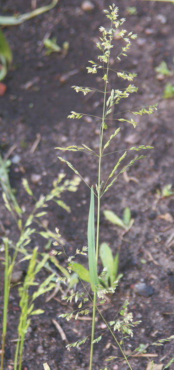 Image of Poa trivialis specimen.