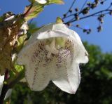 Campanula punctata. Цветок. Хабаровский край, Ванинский р-н, окр. пос. Высокогорный. 10.07.2005.