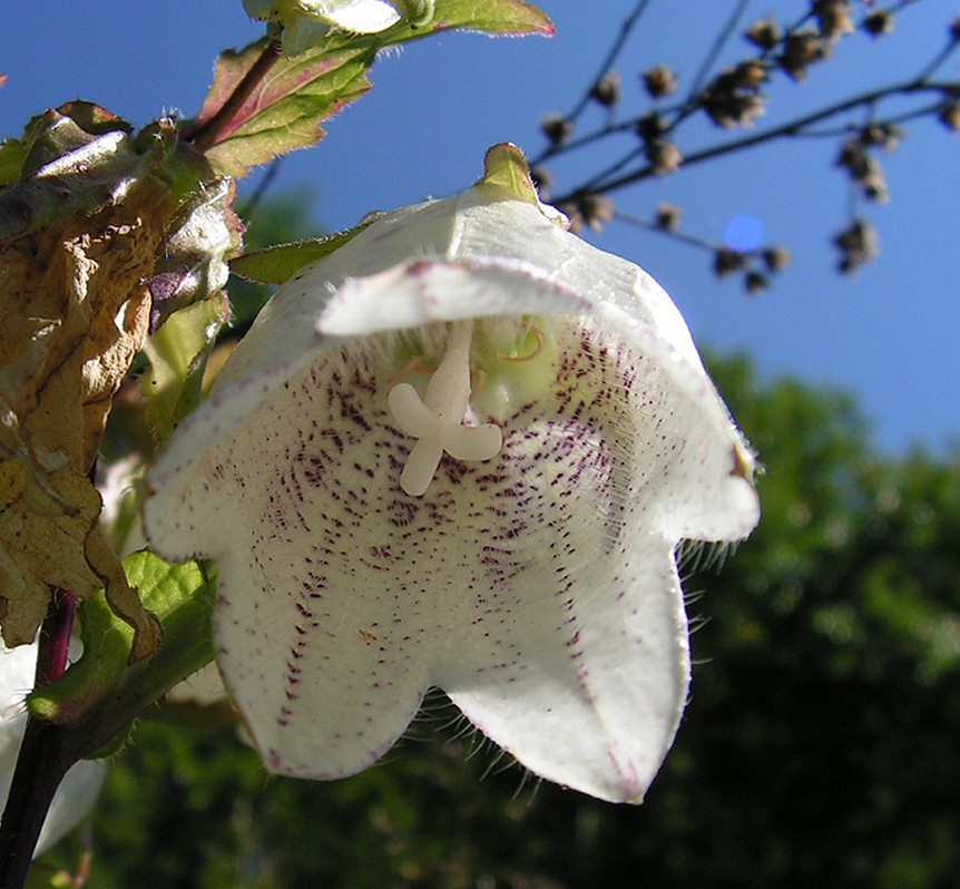 Image of Campanula punctata specimen.