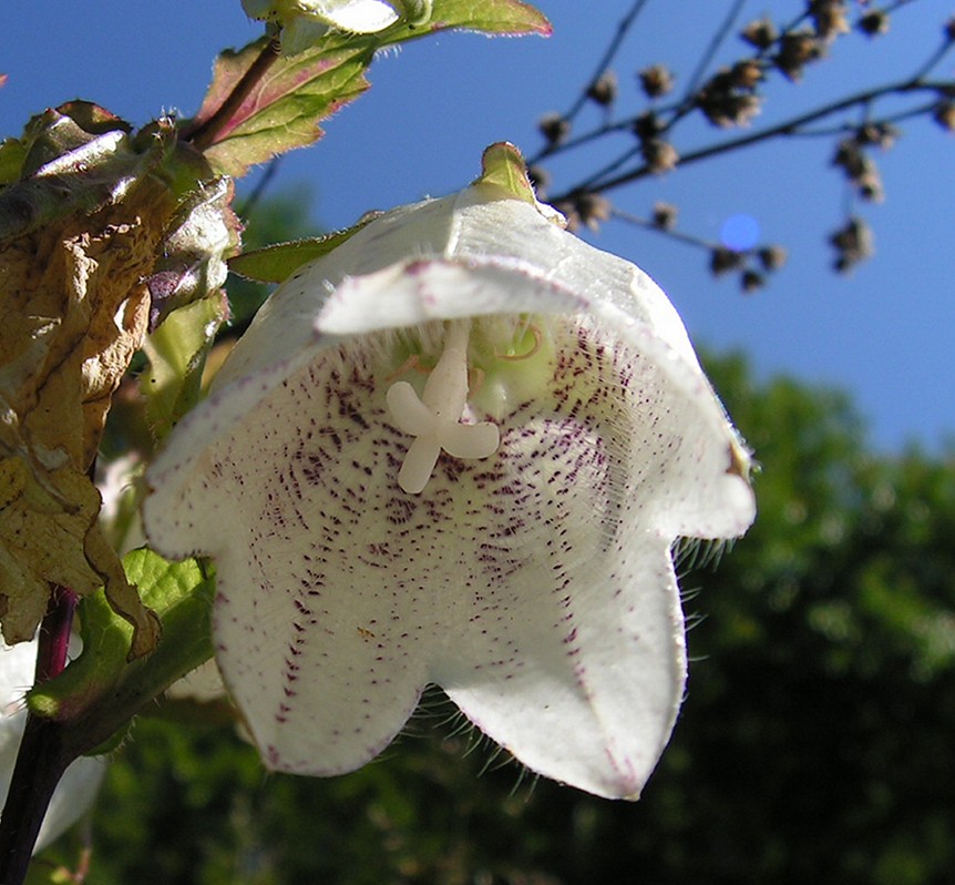 Изображение особи Campanula punctata.