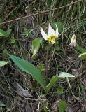 Erythronium krylovii