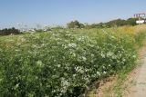 Ammi majus