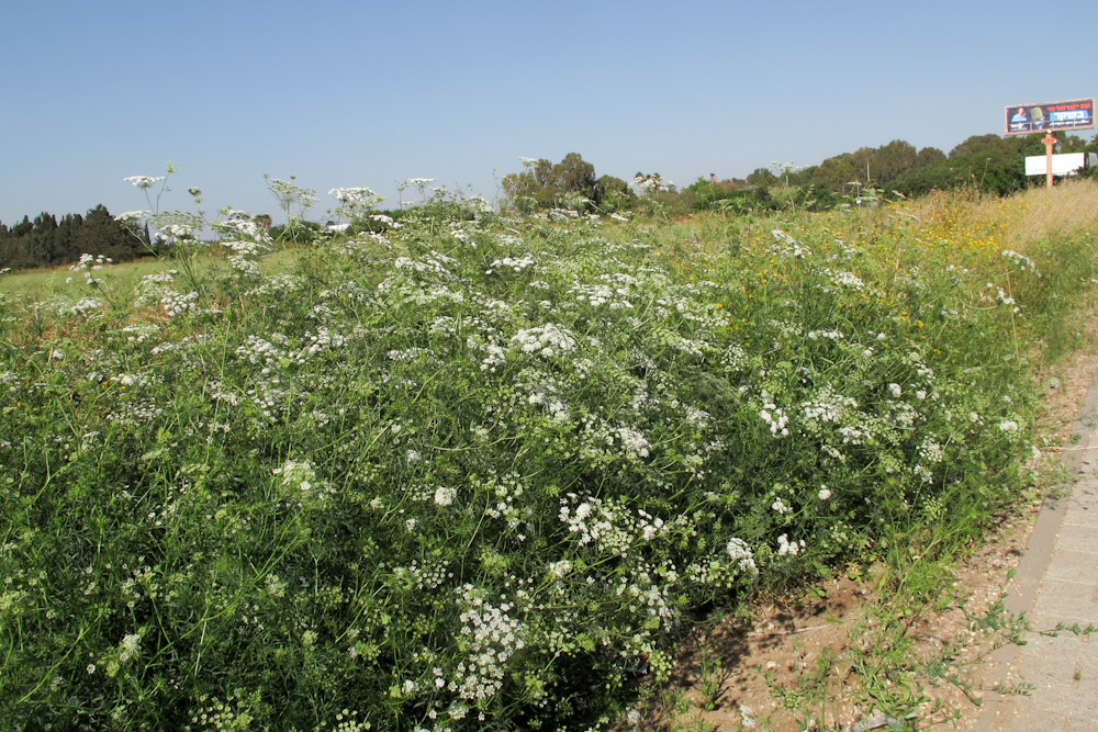 Image of Ammi majus specimen.