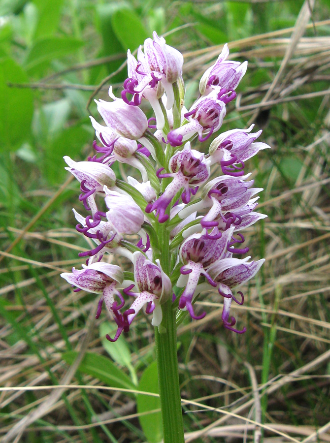 Image of Orchis simia specimen.