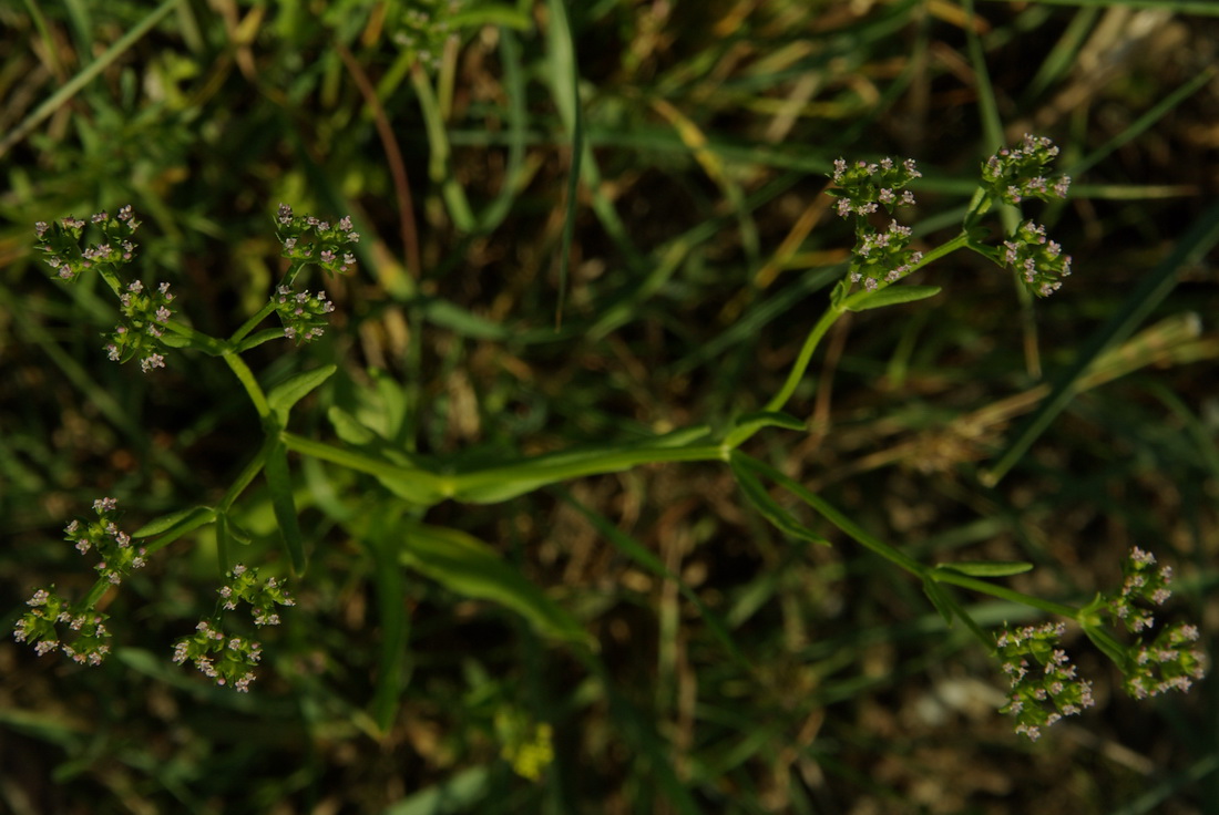 Image of Valerianella pontica specimen.