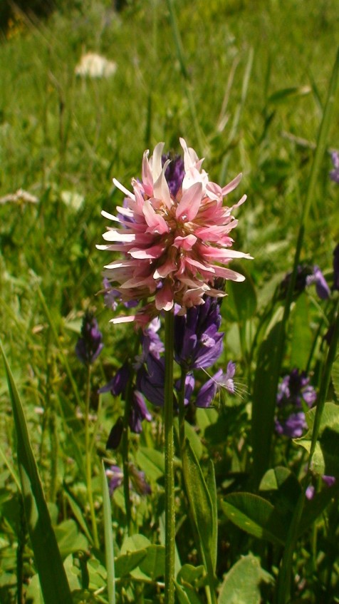 Изображение особи род Trifolium.
