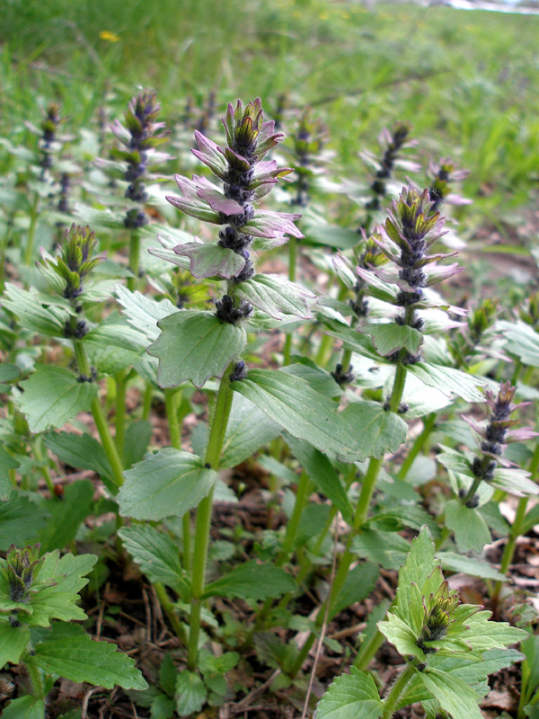 Image of Ajuga genevensis specimen.