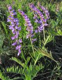 Vicia tenuifolia. Верхушка побега с соцветиями. Казахстан, Восточно-Казахстанская область; Западный Алтай, скл. Ульбинского хребта, окр. с. Ушановское. 29.05.2012.