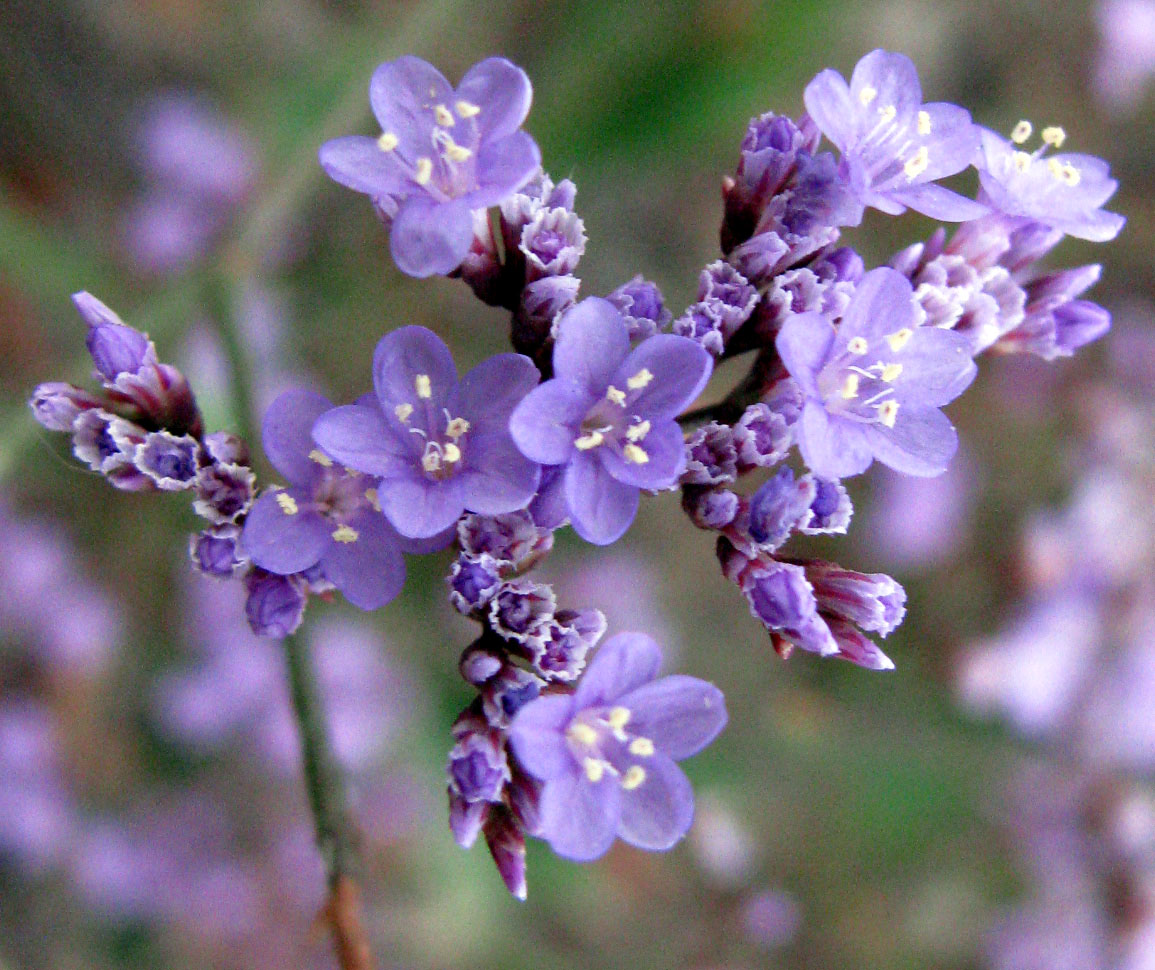 Изображение особи Limonium scoparium.