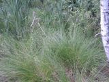Carex appropinquata