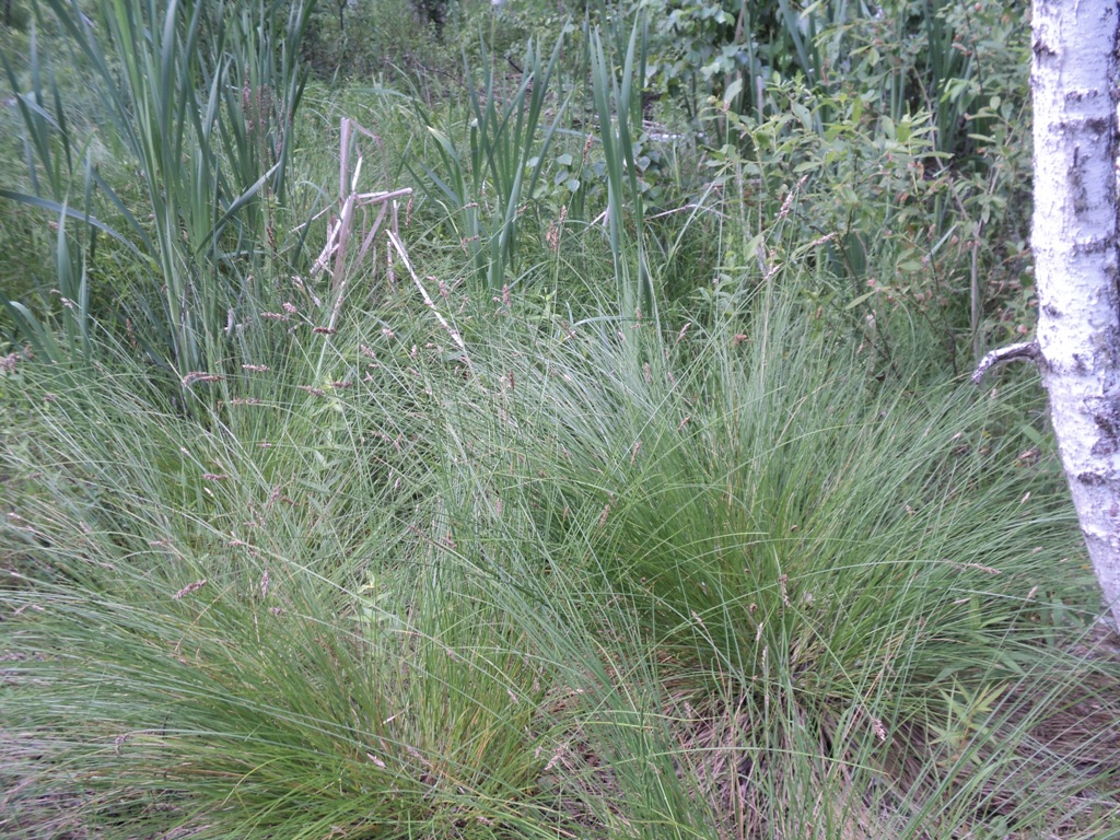 Изображение особи Carex appropinquata.