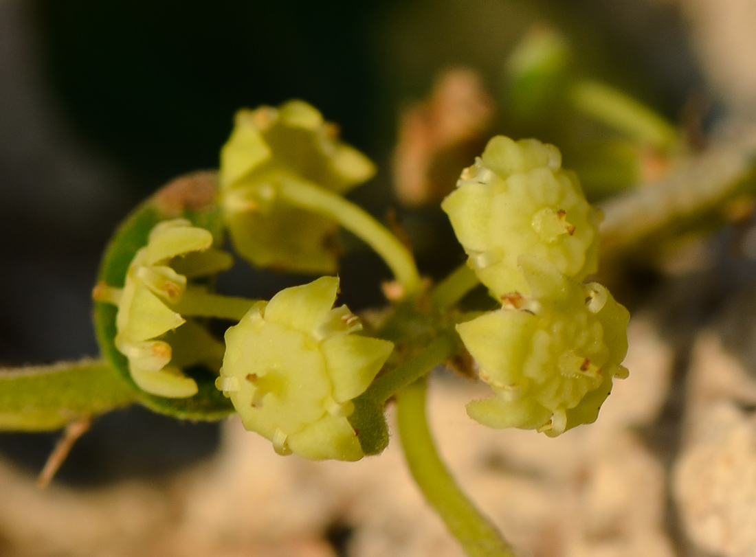 Image of Ziziphus spina-christi specimen.