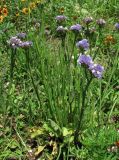 Limonium sinuatum. Цветущие растения. Абхазия, г. Сухум, ботанический сад. 12.06.2012.