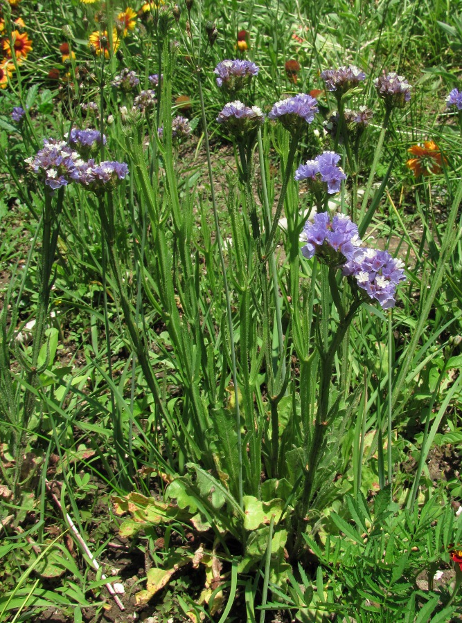 Image of Limonium sinuatum specimen.