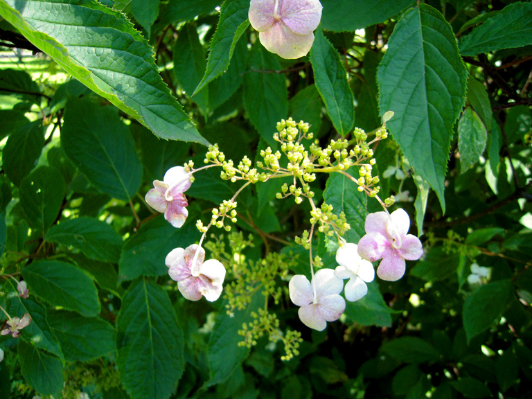 Image of Hydrangea heteromalla specimen.