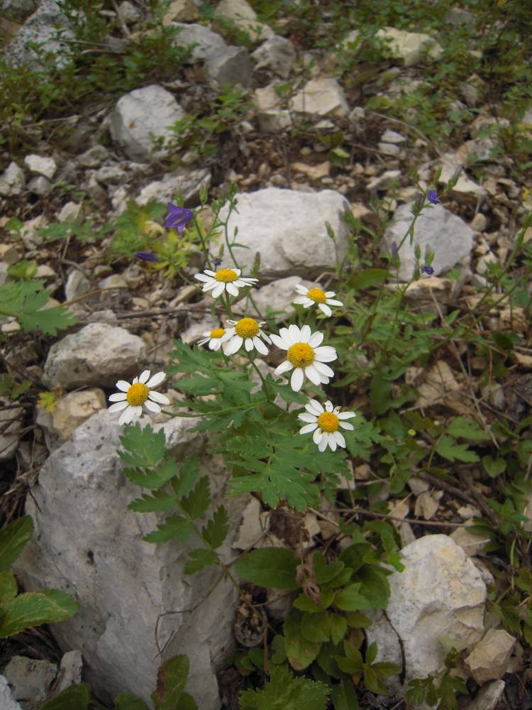 Изображение особи Pyrethrum corymbosum.