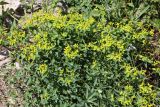 Euphorbia talastavica