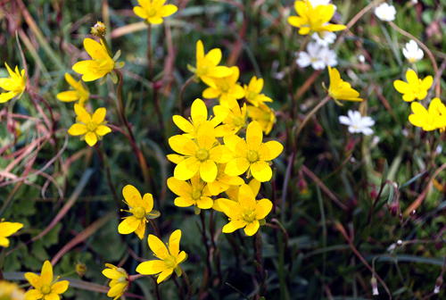 Image of Saxifraga hirculus specimen.