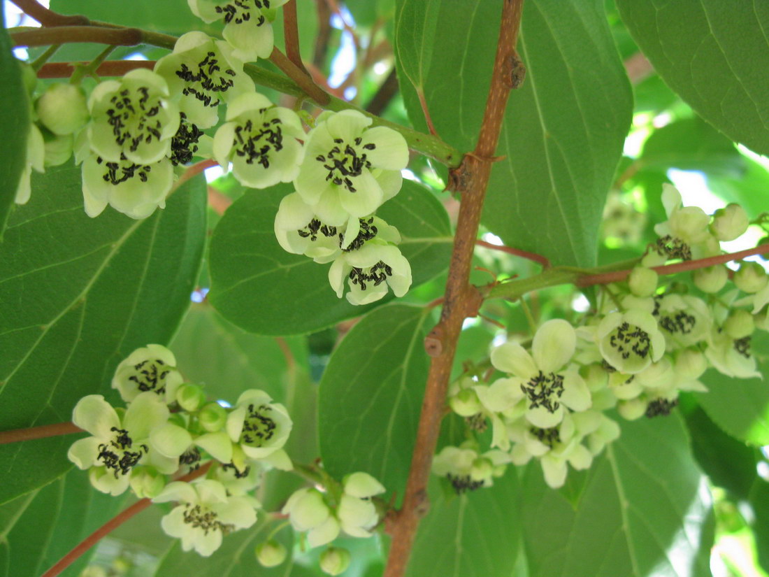 Изображение особи Actinidia arguta.