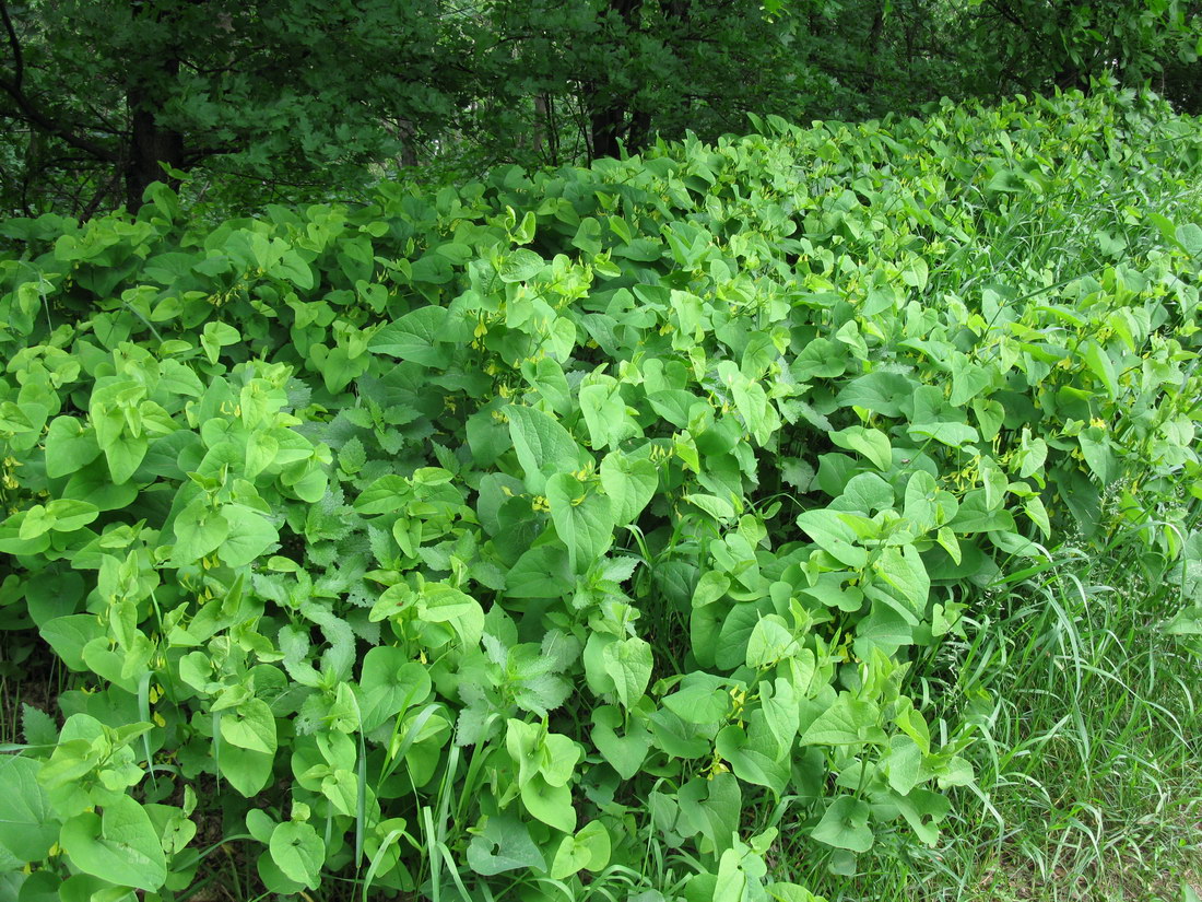 Изображение особи Aristolochia clematitis.