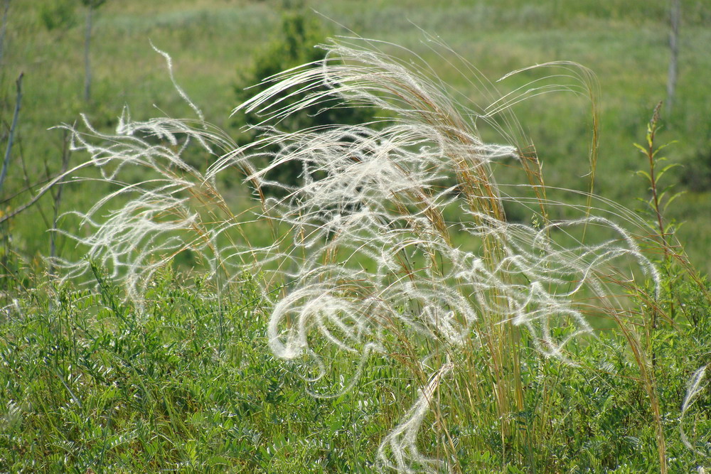 Image of Stipa pennata specimen.