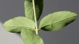 Symphoricarpos albus var. laevigatus