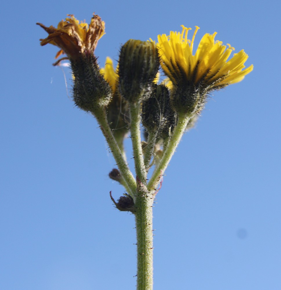 Image of Pilosella cymella specimen.