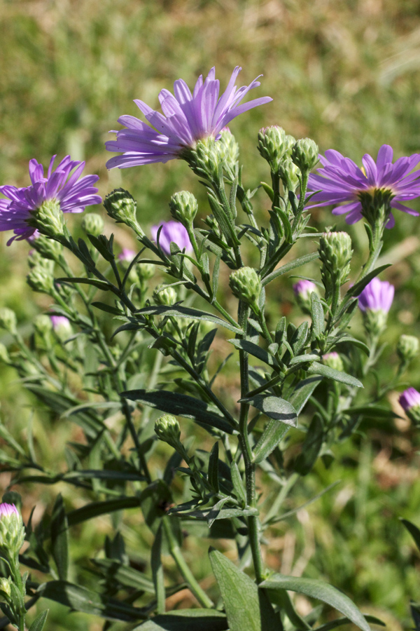 Image of Symphyotrichum × versicolor specimen.