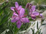 Chamaenerion colchicum