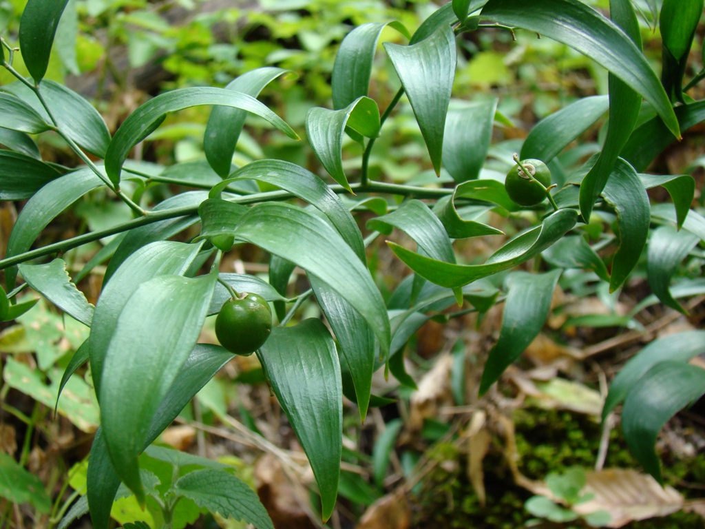 Image of Danae racemosa specimen.