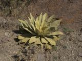 Verbascum speciosum. Вегетирующее растение. Азербайджан, Лерикский р-н, окр. пос. Госмальян. 18.09.2012.