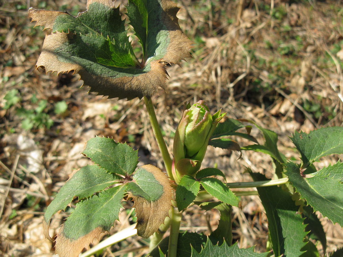 Image of Helleborus argutifolius specimen.