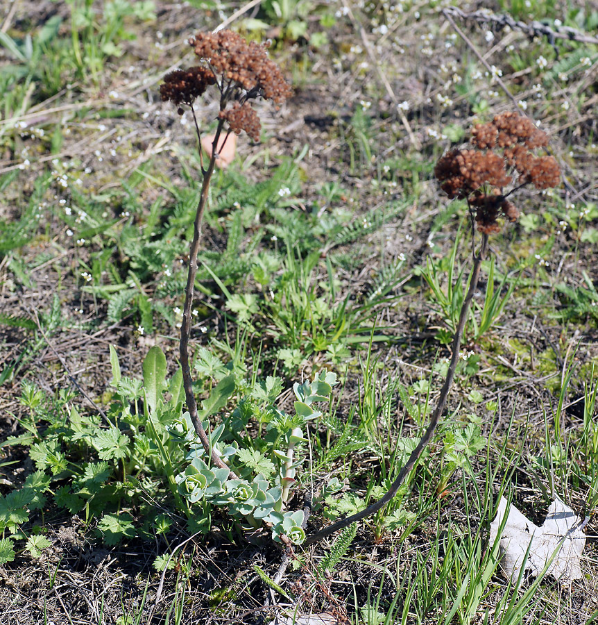 Image of Hylotelephium ruprechtii specimen.