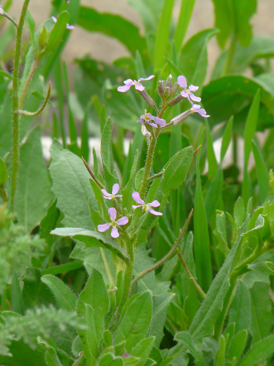 Image of Chorispora tenella specimen.