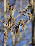 Populus tremula