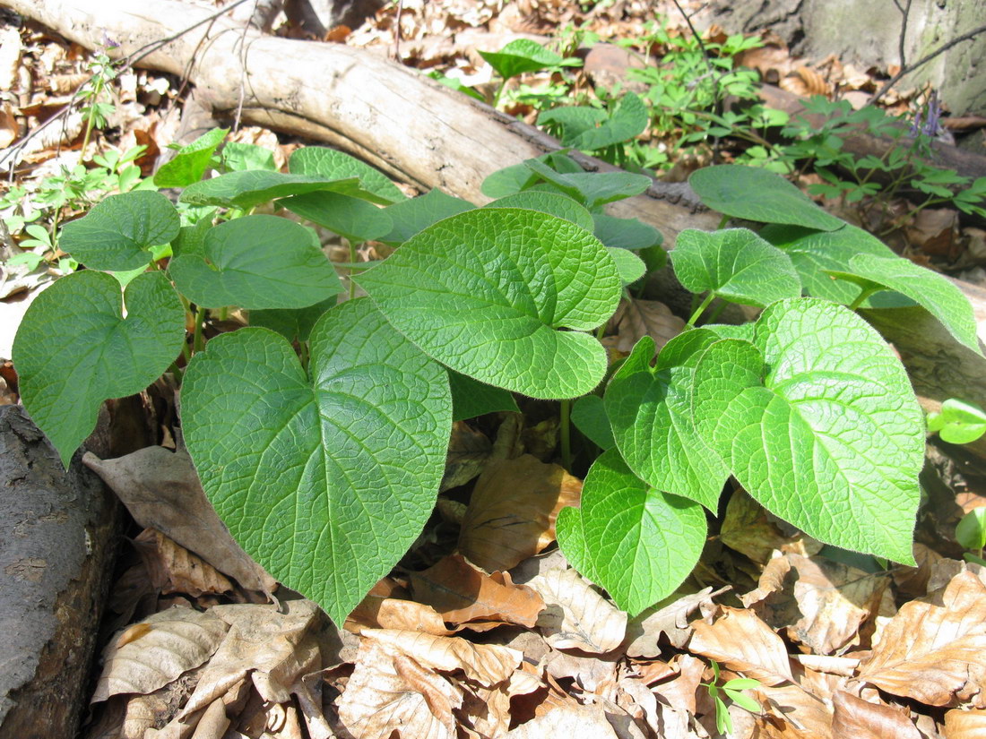 Изображение особи Symphytum cordatum.