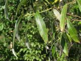 Salix gmelinii