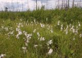 Eriophorum angustifolium