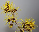 Hamamelis mollis. Верхушка веточки с соцветиями. Германия, г. Кемпен, в сквере. 14.01.2013.